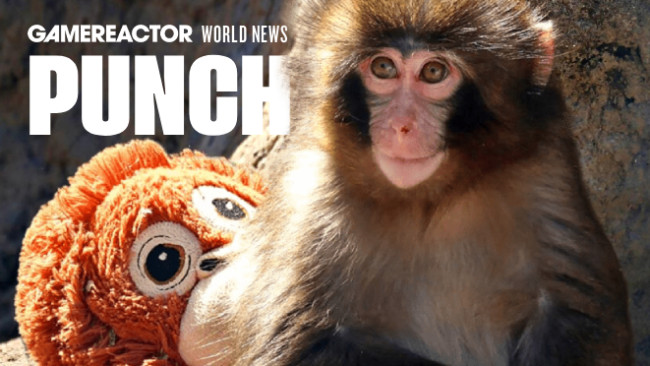 Ποιος είναι ο Punch the Monkey; Ο νεαρός μακάκος που έχει γίνει σχεδόν πιο διάσημος από τον Ντόναλντ Τραμπ
