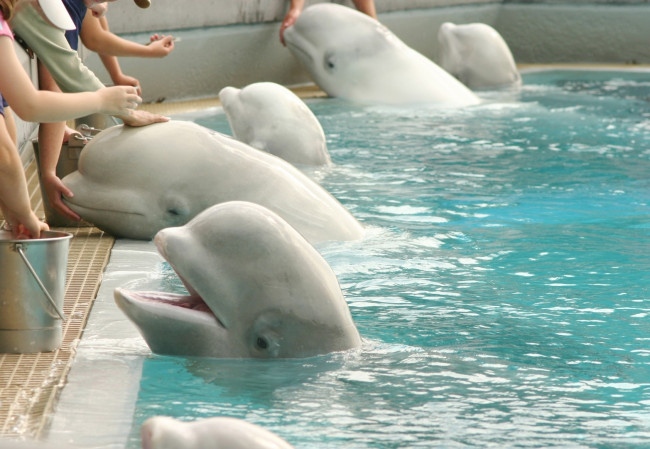 Οι φάλαινες μπελούγκα στο Marineland σώθηκαν την τελευταία στιγμή