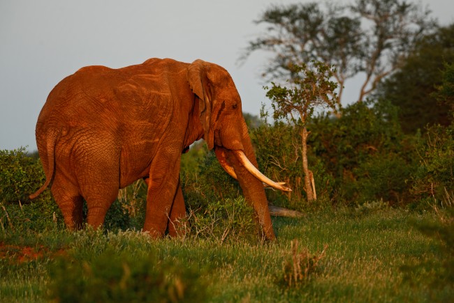 Η Νιγηρία θα επιβάλει αυστηρότερα πρόστιμα και ποινές φυλάκισης σε διακινητές άγριων ζώων