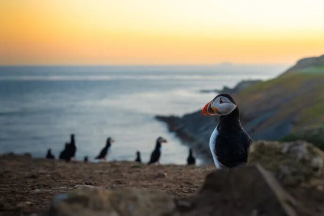 Ο πληθυσμός των Puffin φτάνει σε υψηλό ρεκόρ για δεύτερη χρονιά στο εμβληματικό Skomer Island 