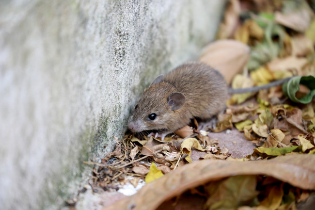 Το ξέσπασμα του ιού Hantavirus επιβεβαιώθηκε ότι είναι αυτό των Άνδεων, το μόνο που μεταδίδεται από άτομο σε άτομο