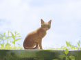 &Tau;&omicron; ESRB &kappa;&alpha;&tau;&alpha;&rho;&gamma;&epsilon;ί &tau;&eta; &sigma;&epsilon;&lambda;ί&delta;&alpha; Xbox Stray 